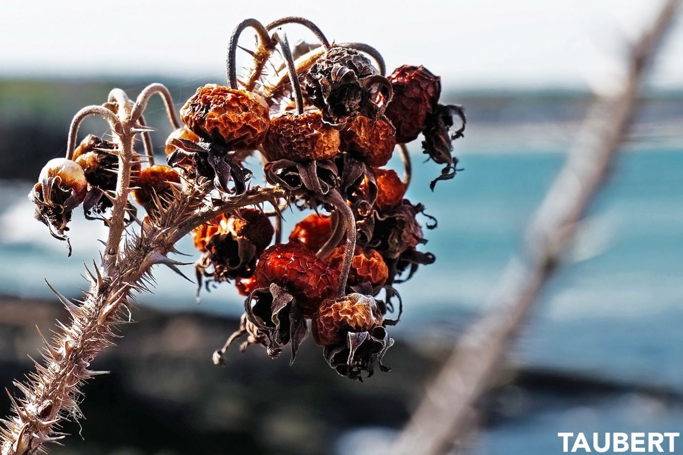 Rosa Rugosa, Marginal Way, Ogunquit, Maine